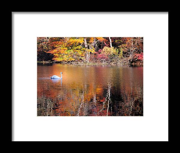 Autumn Framed Print featuring the photograph Autumn Swan by Jim DeLillo
