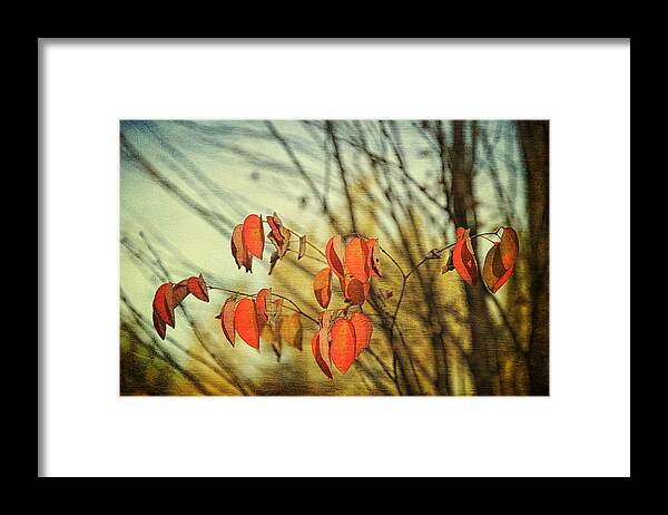 Autumn Framed Print featuring the photograph Autumn by Theresa Tahara