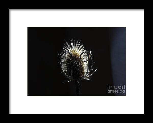 Thistle Framed Print featuring the photograph Autumn thistle by Amalia Suruceanu