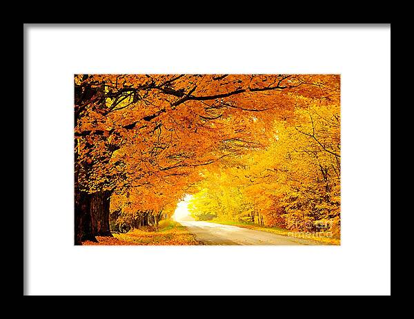 Autumn Framed Print featuring the photograph Autumn Tunnel of Gold by Terri Gostola