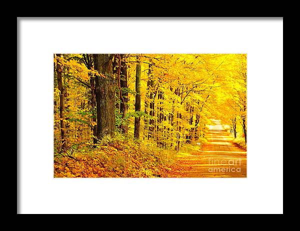 Autumn Framed Print featuring the photograph Golden Tunnel in Autumn by Terri Gostola