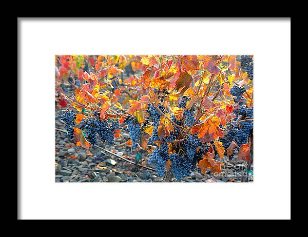 Grapes Framed Print featuring the photograph Autumn Vineyard Sunlight by Carol Groenen