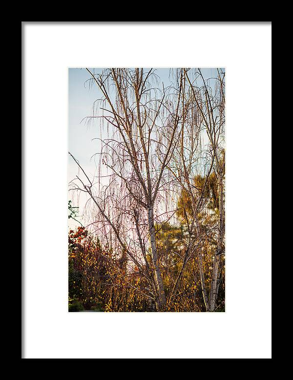 Tree Framed Print featuring the photograph Autumn Wilt by Mike Lee