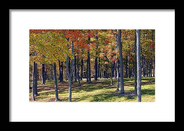 Woods Framed Print featuring the photograph Autumn Woods by Monroe Payne
