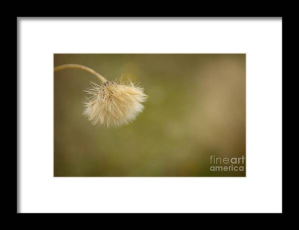 Soft Bent Grass Framed Print featuring the photograph Autumnal Dandelion Fluff by Jolanta Meskauskiene
