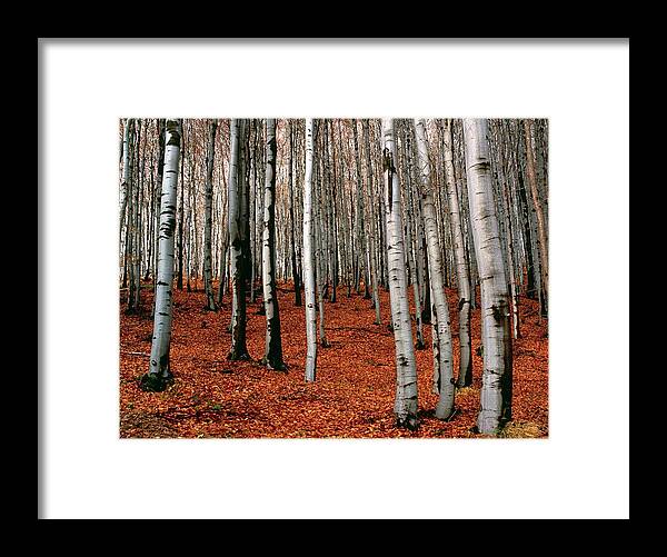 Angiosperm Framed Print featuring the photograph Autumnal Scene In Silver Birch Forest by Simon Fraser/science Photo Library