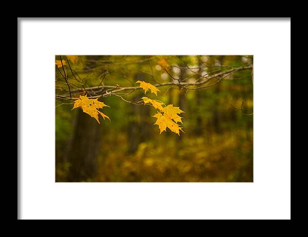 Autumns Fast Approach Framed Print featuring the photograph Autumns Fast Approach by Karol Livote