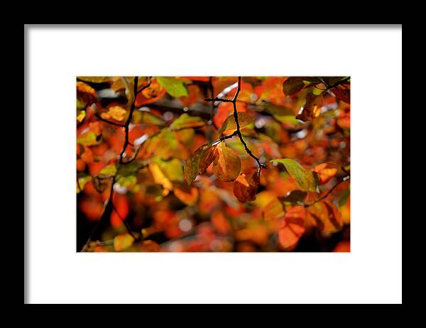 Fall Framed Print featuring the photograph Autumn's Firey Show by Steve Gravano