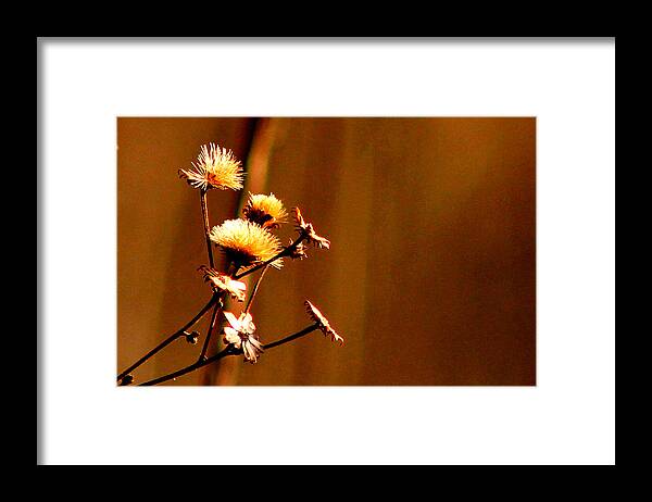 Nature Framed Print featuring the photograph Autumn's Moment by Bruce Patrick Smith