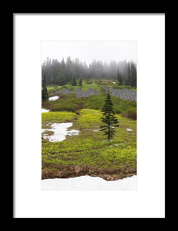 Abies Lasiocarpa Framed Print featuring the photograph Avalanche Lilies at Paradise Valley by Michael Russell