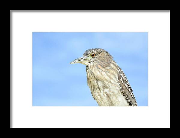 Juvenile Night Crowned Heron Framed Print featuring the photograph Avian Musings by Fraida Gutovich