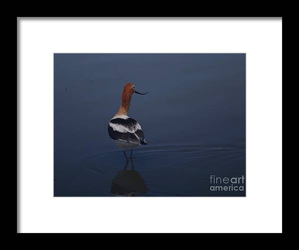 American Avocet Framed Print featuring the photograph Avocet Wading by Marty Fancy