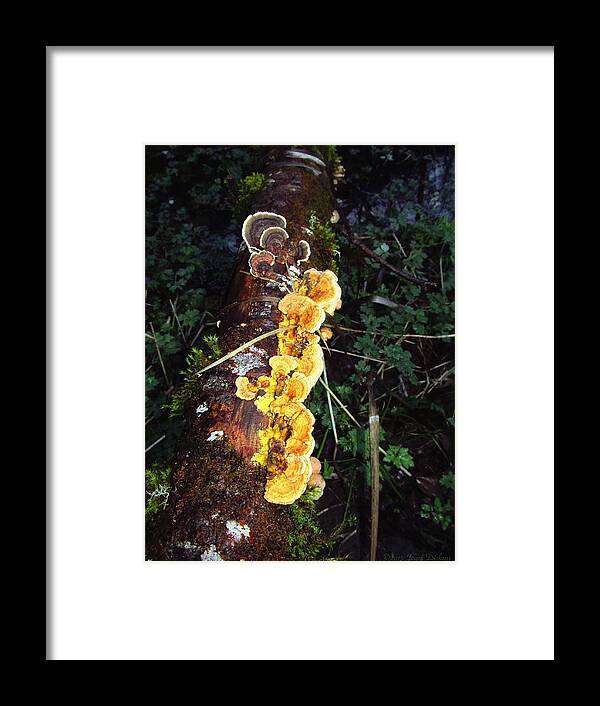Turkey-tail Framed Print featuring the photograph Awe Inspiring Fungi Two by Joyce Dickens