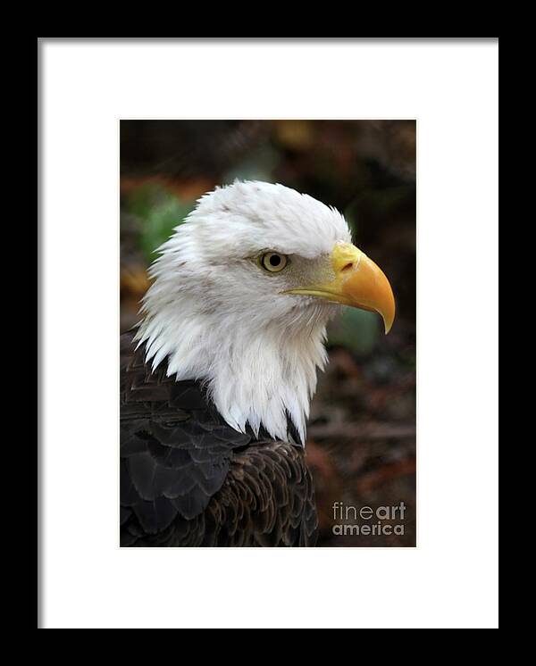 Eagle Framed Print featuring the photograph Awesome American Bald Eagle by Sabrina L Ryan