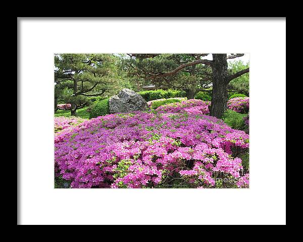 Azaleas Framed Print featuring the photograph Azalea Path by Kathie Chicoine