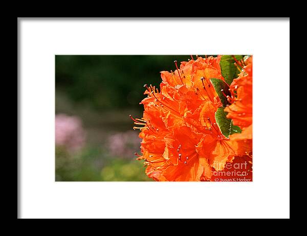 Flower Framed Print featuring the photograph Azalea Profile by Susan Herber