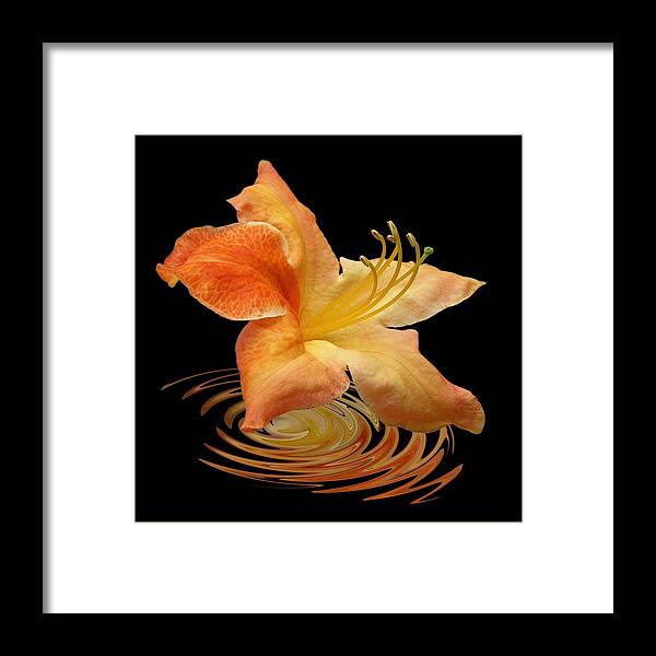Orange Flower Framed Print featuring the photograph Azalea Ripples by Gill Billington