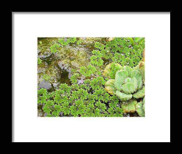 Nature Framed Print featuring the photograph Babbling Brook by Ismael Cavazos