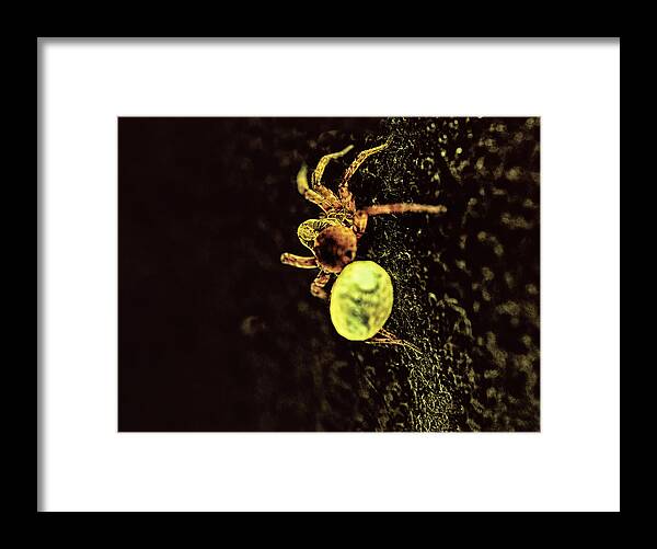 Spider Framed Print featuring the photograph Babies Onboard by Sue Capuano