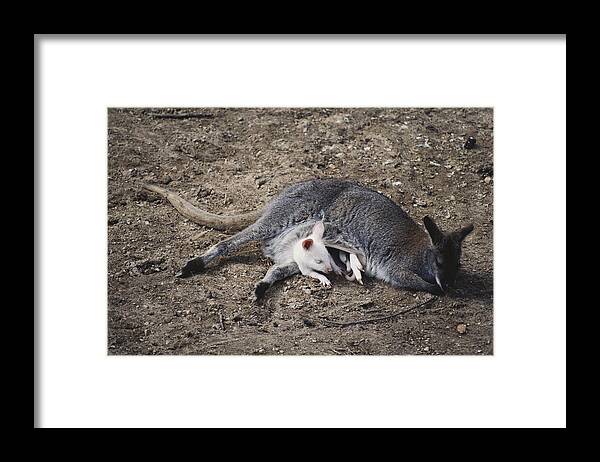 Nature Framed Print featuring the photograph Baby Albino Wallaby With Mother by Larry Cameron