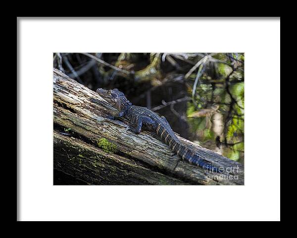 Alligator Framed Print featuring the photograph Baby Alligator by Hans- Juergen Leschmann