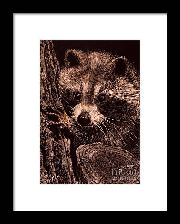 Baby Raccoon Framed Print featuring the photograph Baby Bandit by Margaret Sarah Pardy