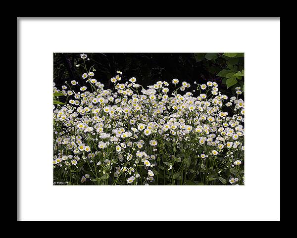 2d Framed Print featuring the photograph Baby Bloomers by Brian Wallace