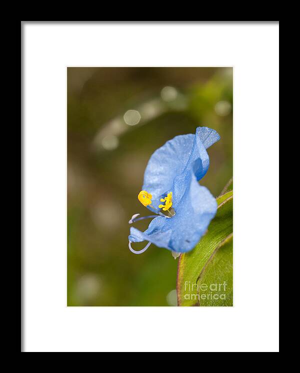 Commelina Framed Print featuring the photograph Baby Blue Commelina by Sari ONeal