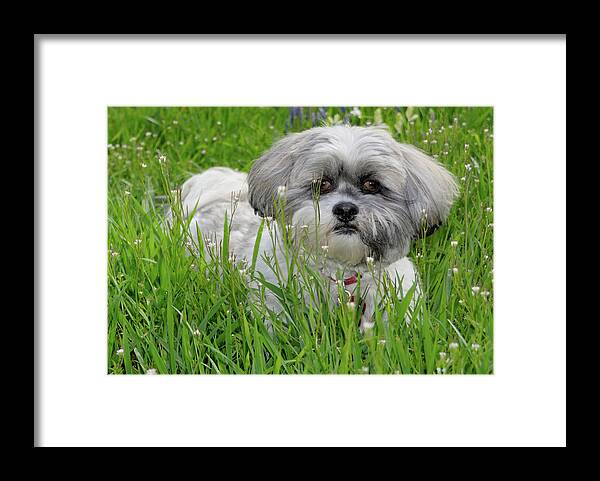 Dog Framed Print featuring the photograph Baby Breath by Arthur Fix