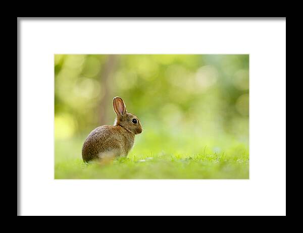 Afternoon Framed Print featuring the photograph Baby Bunny in the Forest by Roeselien Raimond