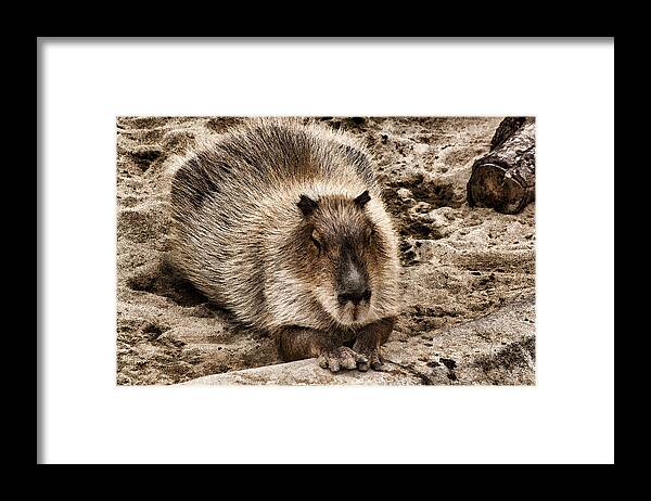 Capybara Framed Print featuring the digital art Baby Capybara by Photographic Art by Russel Ray Photos