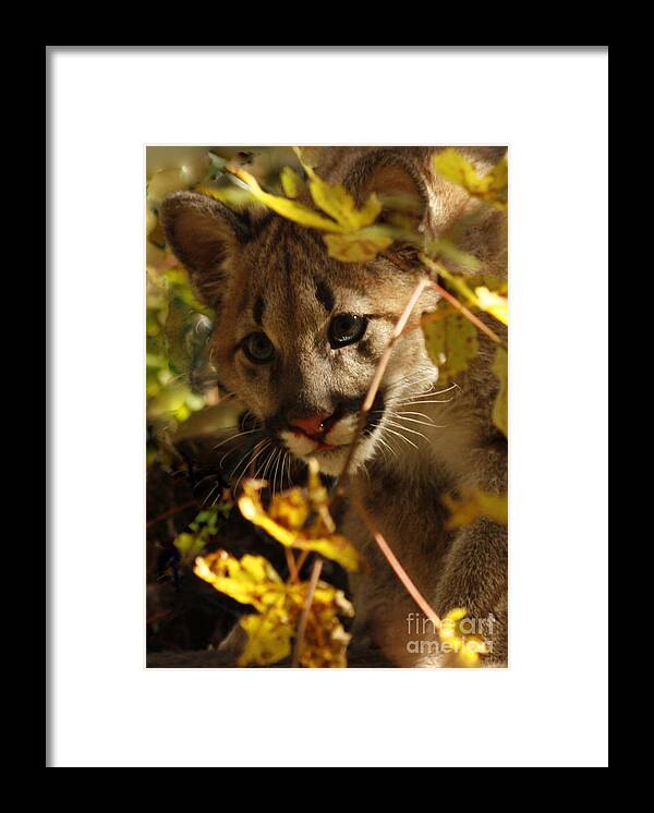 Baby Framed Print featuring the photograph Baby Cougar Watching You by Inspired Nature Photography Fine Art Photography