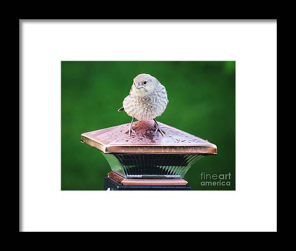 Baby Cowbird Framed Print featuring the photograph Baby Cowbird by Judy Via-Wolff