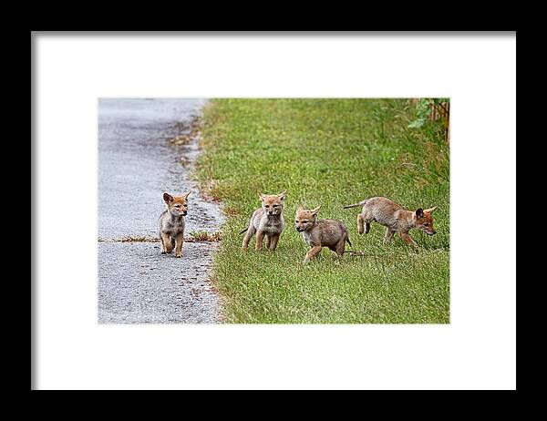 Coyotes Framed Print featuring the photograph Baby Coyotes on the Run by Peggy Collins