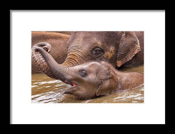 Nature Framed Print featuring the photograph Baby Elephant by Louise Heusinkveld