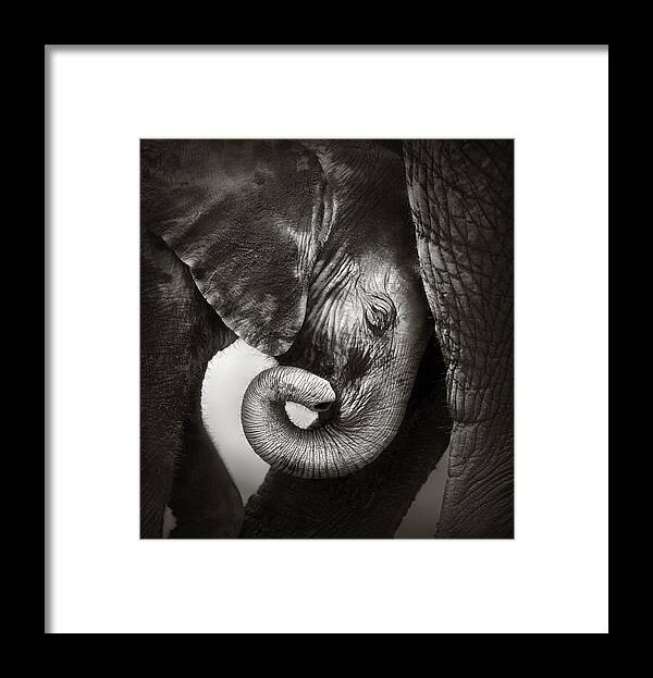 Elephant Framed Print featuring the photograph Baby elephant seeking comfort by Johan Swanepoel