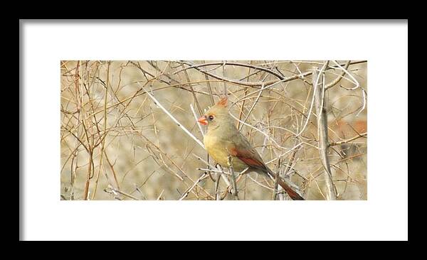 Bird Framed Print featuring the photograph Baby Female Cardinal by Brenda Brown