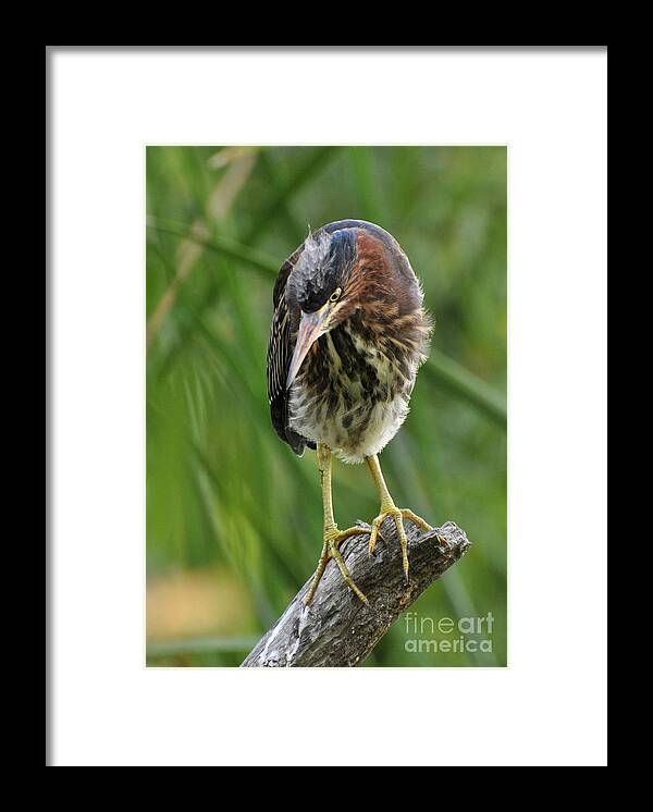 Heron Framed Print featuring the photograph Baby Greenbacked Heron by Kathy Baccari