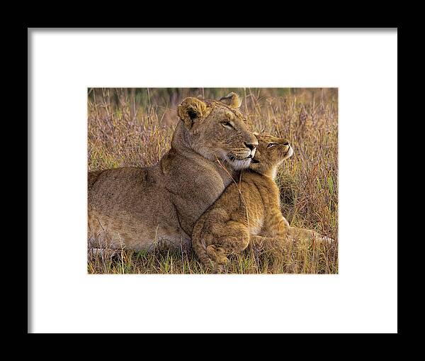 Lion Framed Print featuring the photograph Baby Lion With Mother by Henry Jager