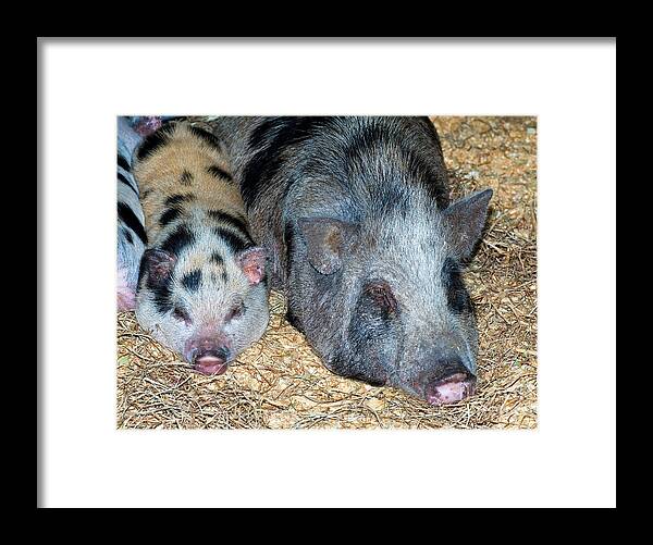 Nature Framed Print featuring the photograph Baby Pot Bellied Pig With Mother by Millard H. Sharp