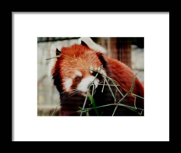 #redpanda #ohiozoo #eatinglunch #baby Framed Print featuring the photograph Baby Red Panda Bear by Belinda Lee