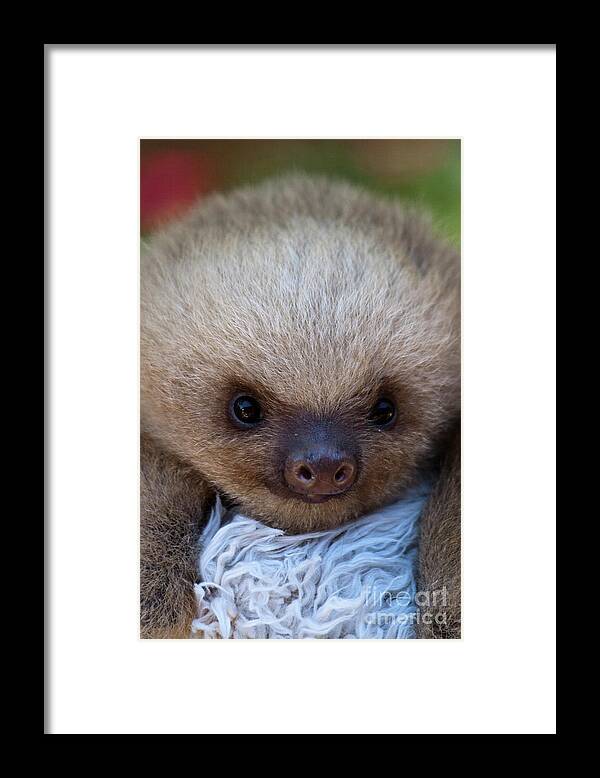 Sloth Framed Print featuring the photograph Baby Sloth by Heiko Koehrer-Wagner