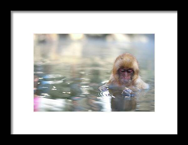 Animal Themes Framed Print featuring the photograph Baby Snow Monkey In Hot Spring by Electravk