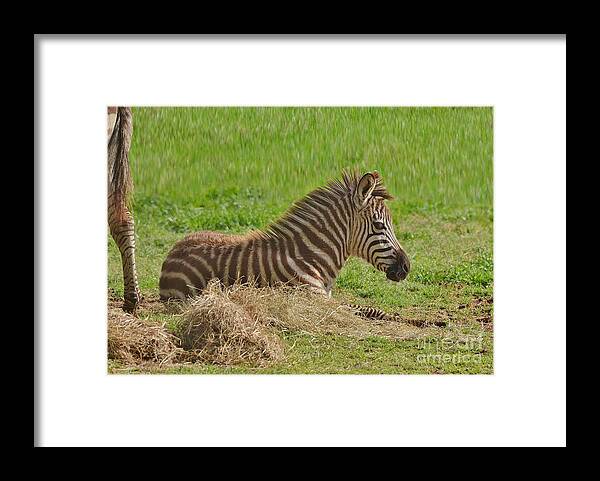 Zebra Framed Print featuring the photograph Baby Zebra Resting by Kathy Baccari