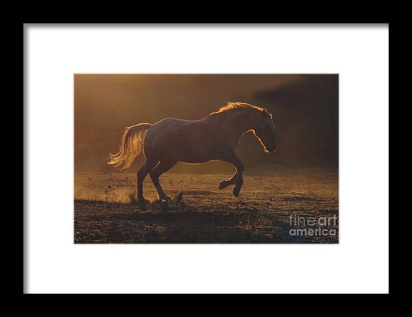 Horse Framed Print featuring the photograph Appaloosa Horse in Golden Sunset by Stephanie Laird