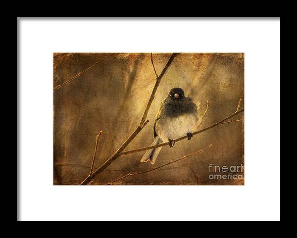 Bird Framed Print featuring the photograph Backlit Birdie Being Buffeted by Lois Bryan