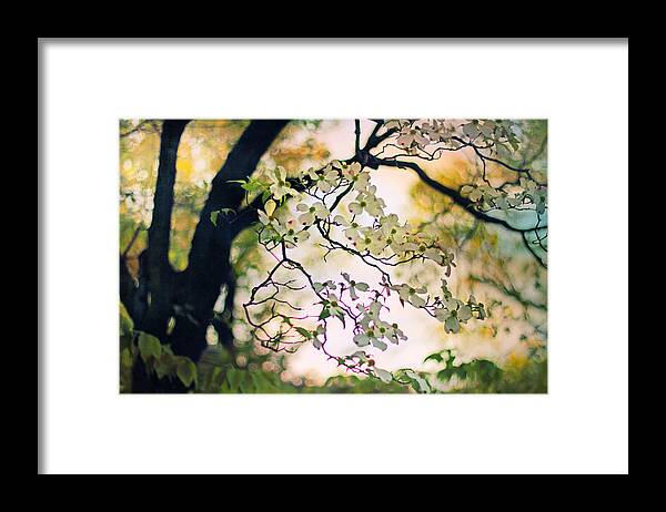 Dogwood Framed Print featuring the photograph Backlit Blossom by Jessica Jenney