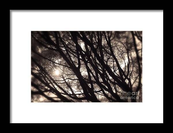 Tree Framed Print featuring the photograph Backlit Branches of a Majestic Tree I by Beverly Claire Kaiya