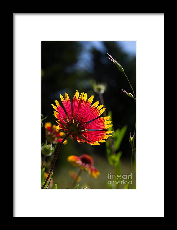Indian Blanket Framed Print featuring the photograph Backlit Indian Blanket by Jim McCain
