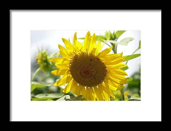 Backlit Sunflower Framed Print featuring the photograph Backlit Sunflower by Maria Urso